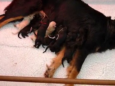 Beni naissances 2010