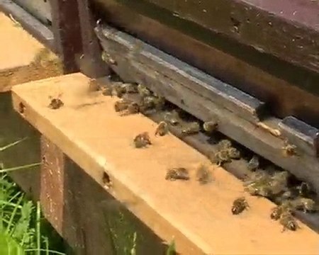 Arıcılık Mehmet Yüksel Bala çalışan arılar.