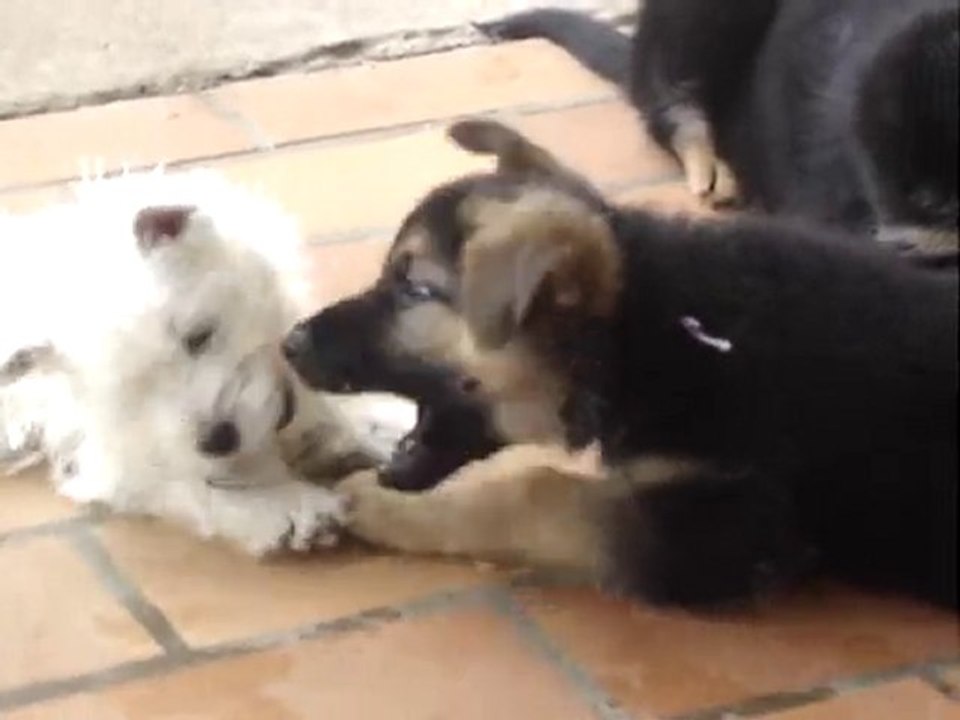 Chiots westies et berger allemand, le combat des titans