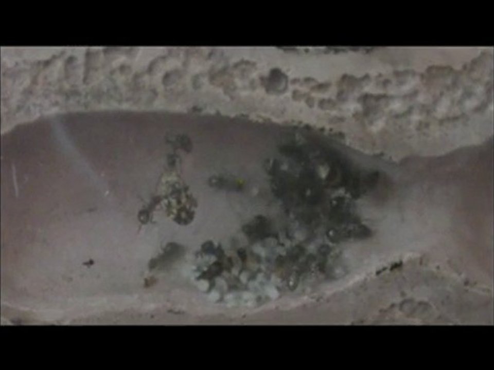 Elevage de lasius niger (07/06/2010)