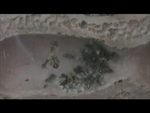 Elevage de lasius niger (07/06/2010)