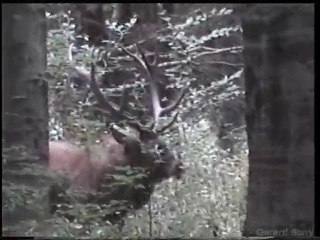 brame 2009 07 en foret d'agonne marne