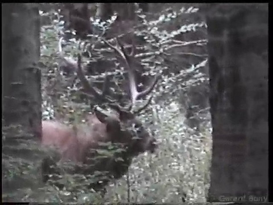 brame 2009 07 en foret d'agonne marne