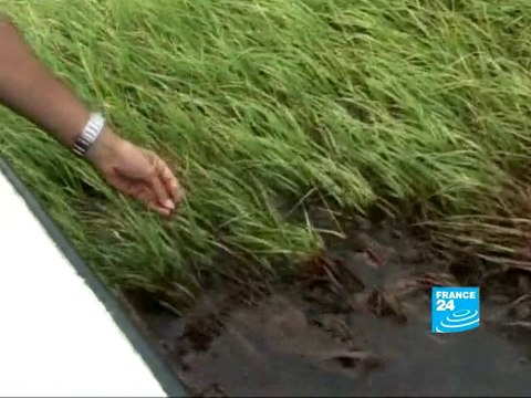 Les côtes de Louisiane fortement touché par la marée noire