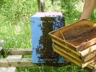 piège abeille transvasement dans ruchette dadant