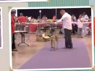 NAtionale Elevage CLT Dreux  juin 2010