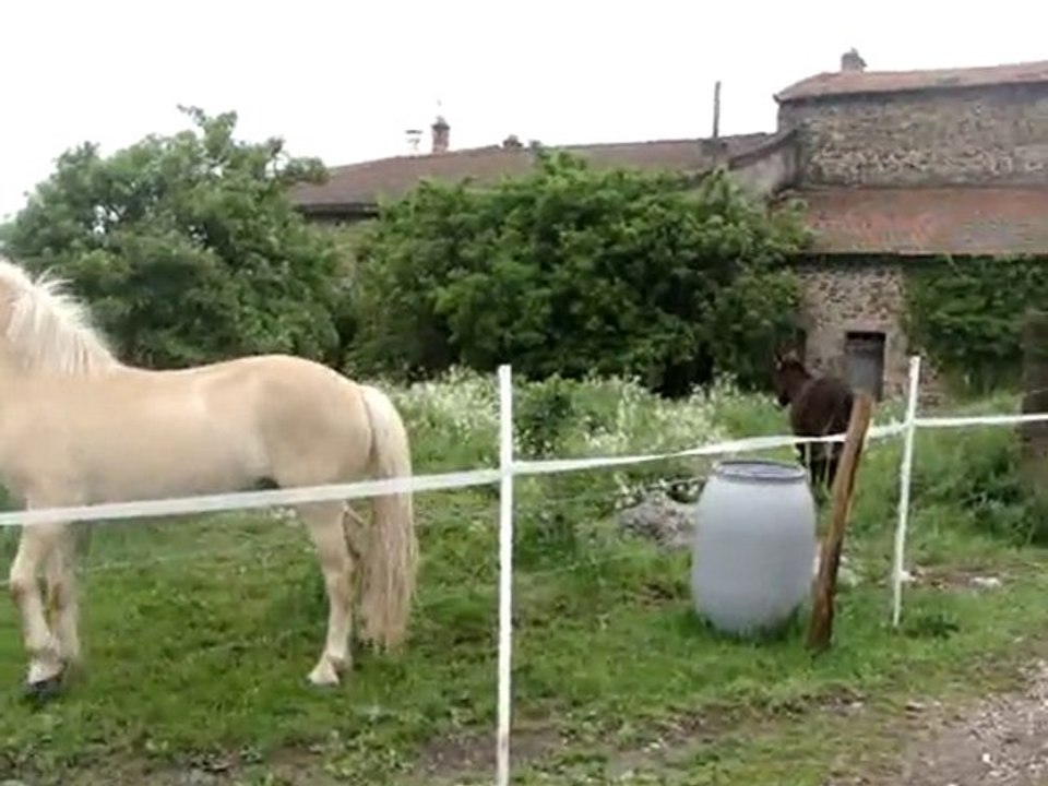 Caramel et Kiwi 2