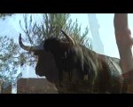 finca el brau- Algimia de Almonacid (CS)  toros para el 2010