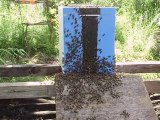 regroupement essaims abeilles 2