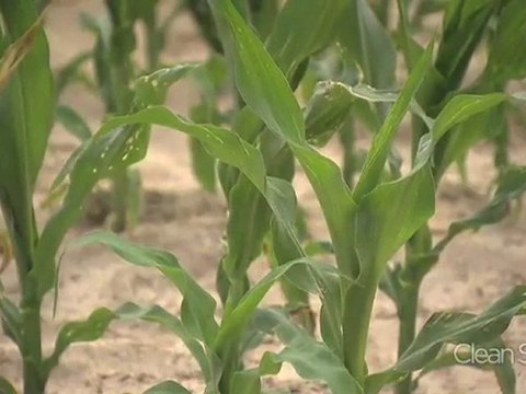 Can Biofuels be an Alternative to Oil?