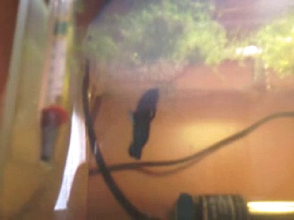 2.Mâle s'occupe des  alevins