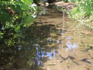 Flowers, Water and Birds