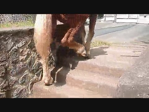 Montée des escaliers à cheval