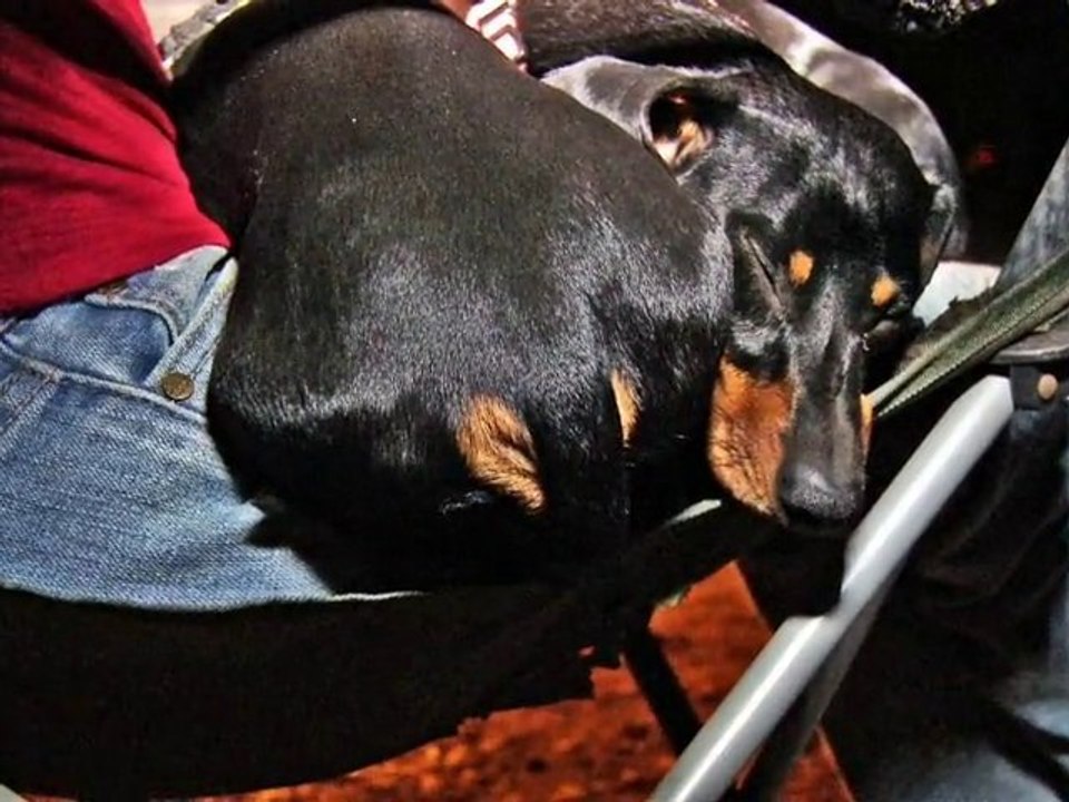 "WILD WIENERS" ©