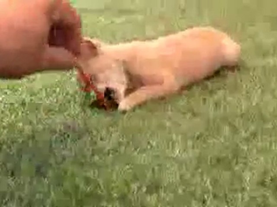 Comprar chihuahua 665 92 16 55.
