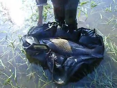Remise a l'eau d'une carpe commune de 12,5Kg