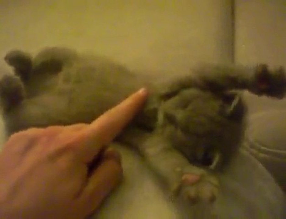 rêve de chaton