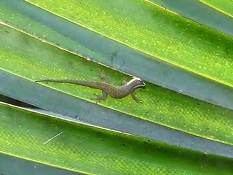 Petit gecko s'hydratant sur l'île aux aigrettes... - Maurice