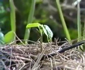 Le jardin de Emilia Hazelip (1995) 1/2