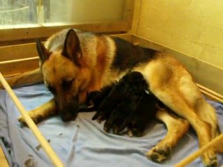 Bellis et ses 4 chiots