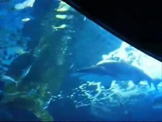 London Sea Life Aquarium 2010(Gomes)