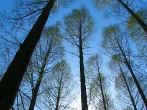 Goodbye blue sky Pink Floyd