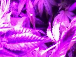 UG 49 LED Buds at 6.5 weeks