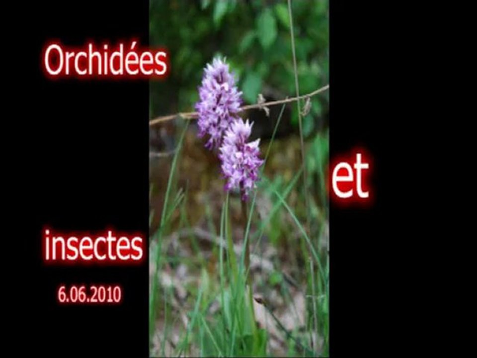 orchis et insectes