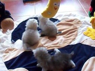 Chatons de DMOON à 3 semaines