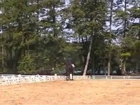 oberon dressage Fontenay