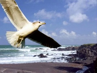 "Pera CLASSİC'S KEMAN  "an umbrella over vosporos