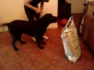 Tara et ses croquettes