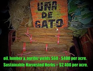 Green Entrepreneur #3, Why Amazon Herb Co. is the best!