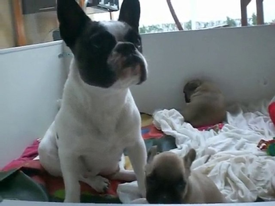 Abi qui pleure......