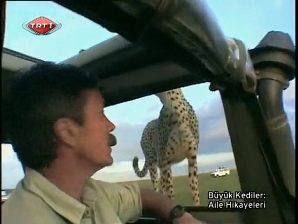 Büyük Kedinin Sürprizi