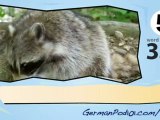 learn German-Learn with German Forest animals video