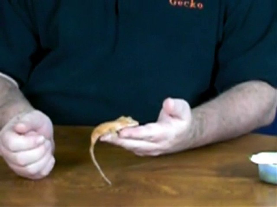 Hand Feeding a Crested Gecko