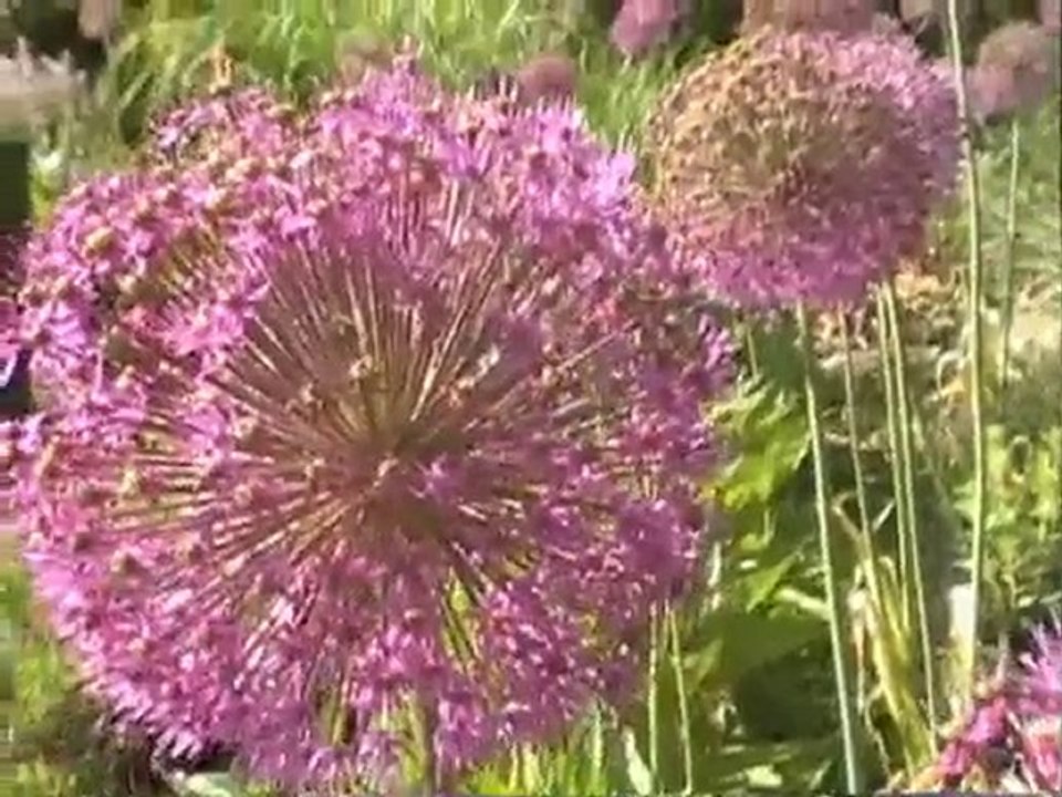 Planting Late Season Bulbs with Senga