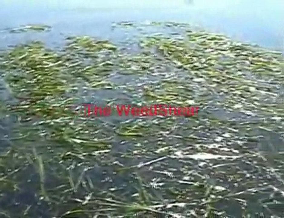 How To Control Lake Weeds in Michigan