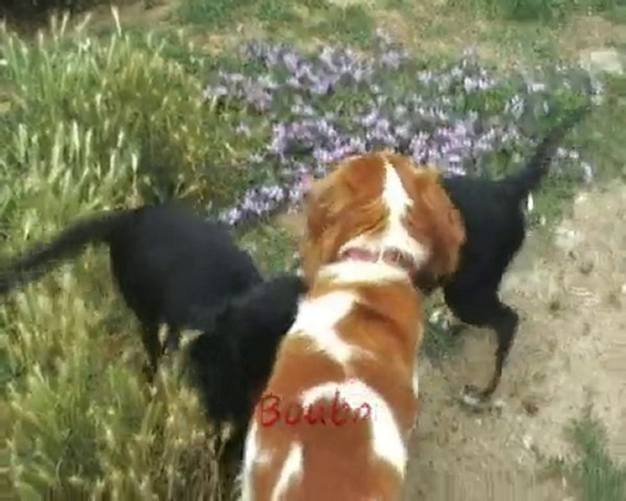 chiots