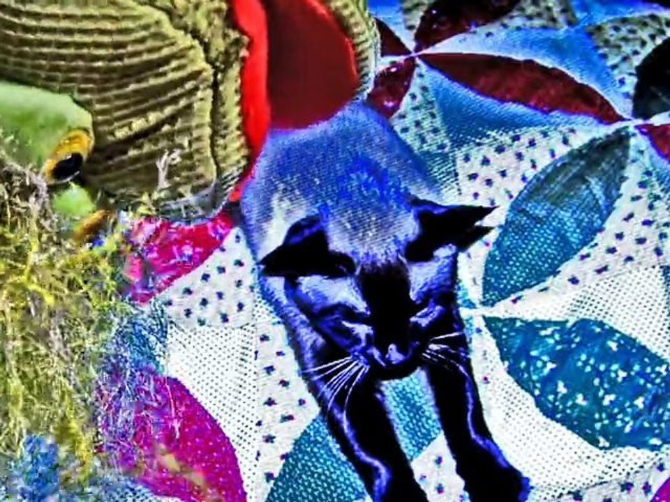 "KITTY HATERS" ©