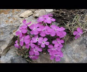 DARKAY Mt.Bolkar.Fatih Sinan Cimen
