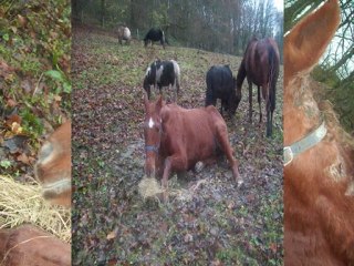 hommage a ma jument cool de river