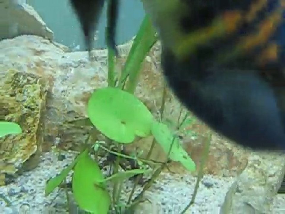 720 lt  astronot,bişir,ıstakoz ve midye,sazlık ve nilüfer