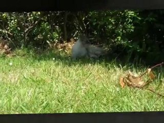 Plume mon chat !!