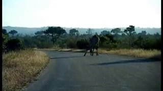 Girafes au Kruger National Park - Afrique du Sud
