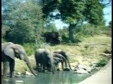 Elephants au Kruger National Park - Afrique du Sud