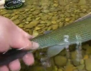 Une semaine avec des amis sur la rivière d'Ain