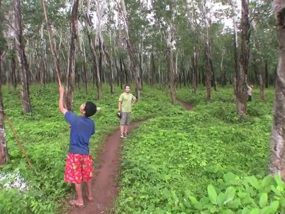 Viaje a Camboya 16 - Plantaciones de caucho en Kompong Cham