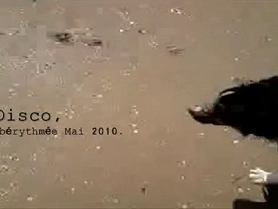 Disco, Australian shepherd obérythmée// COME BACK.